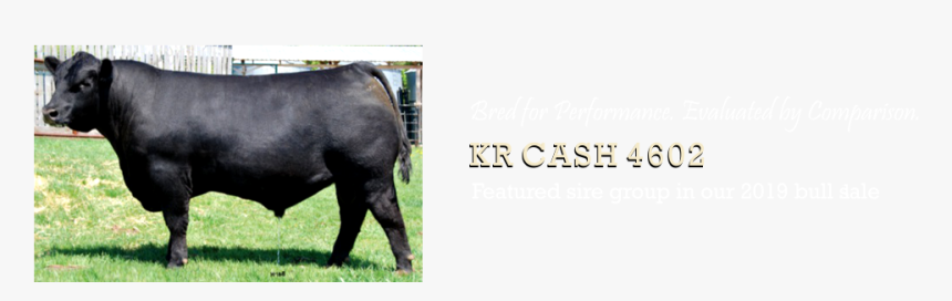 Dairy Cow, HD Png Download