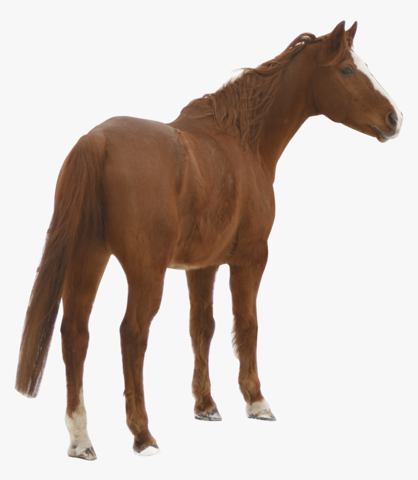Domestic Animals Images Png, Transparent Png