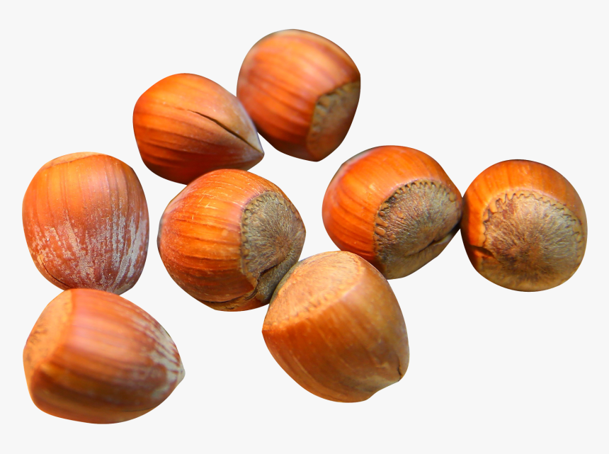 Hazelnut,nut,nuts & - Hazelnut Png, Transparent Png
