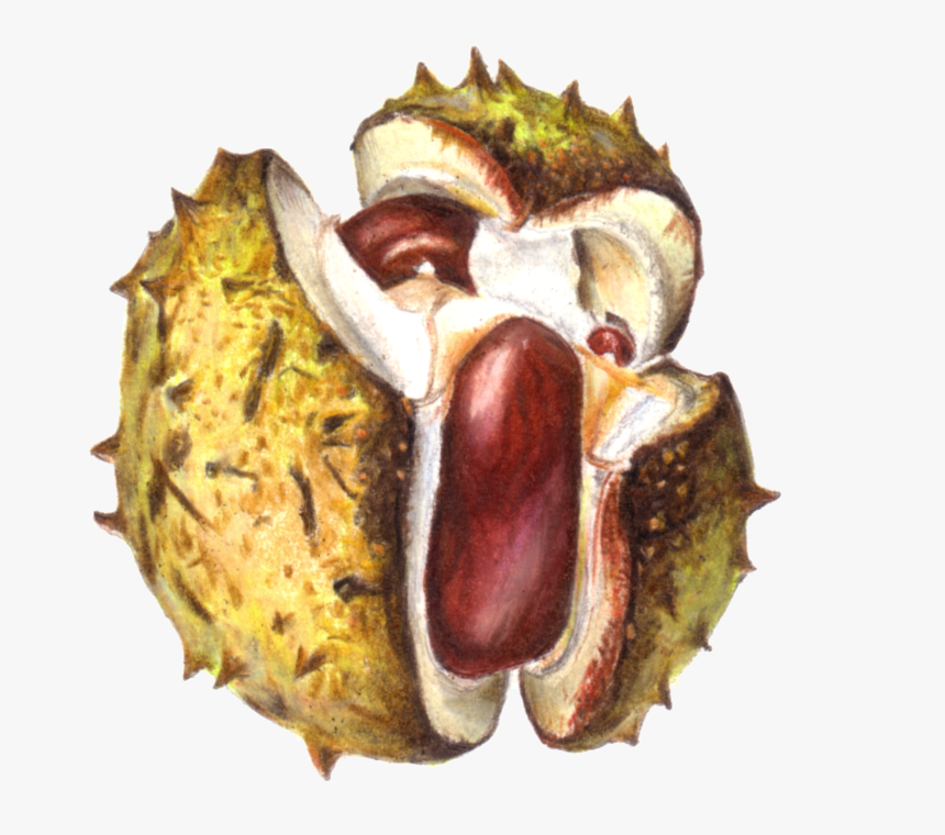 Sunday, 6 October - Horse Chestnut Drawing, HD Png Download
