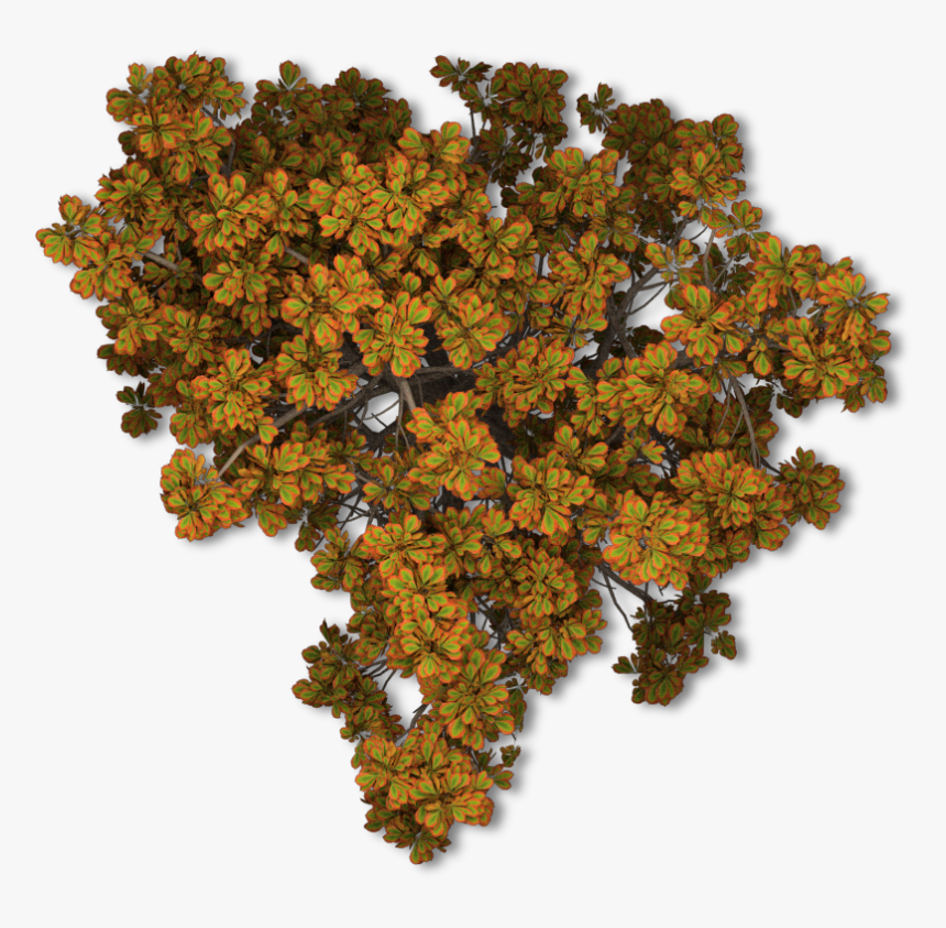 Fall Tree Png 44 Chestnut Tree Autumn Fall Tree Png - Tree, Transparent Png