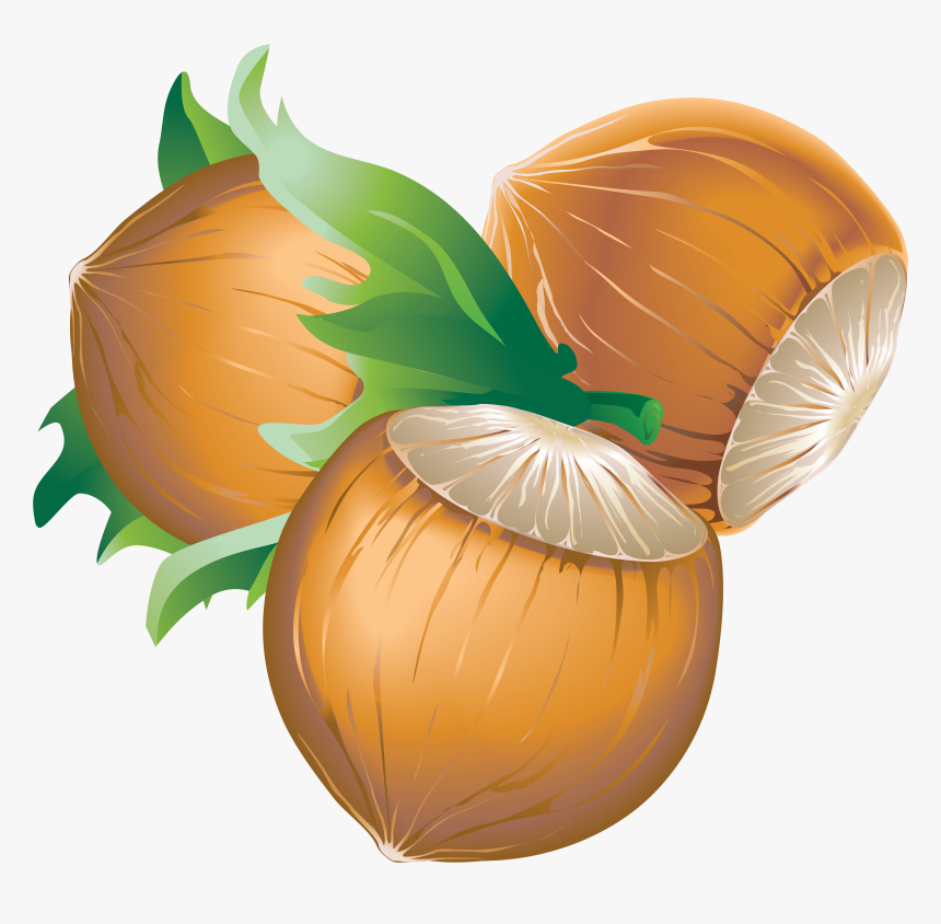 Chestnut Cliparts - Dessin De Noisette En Couleur, HD Png Download