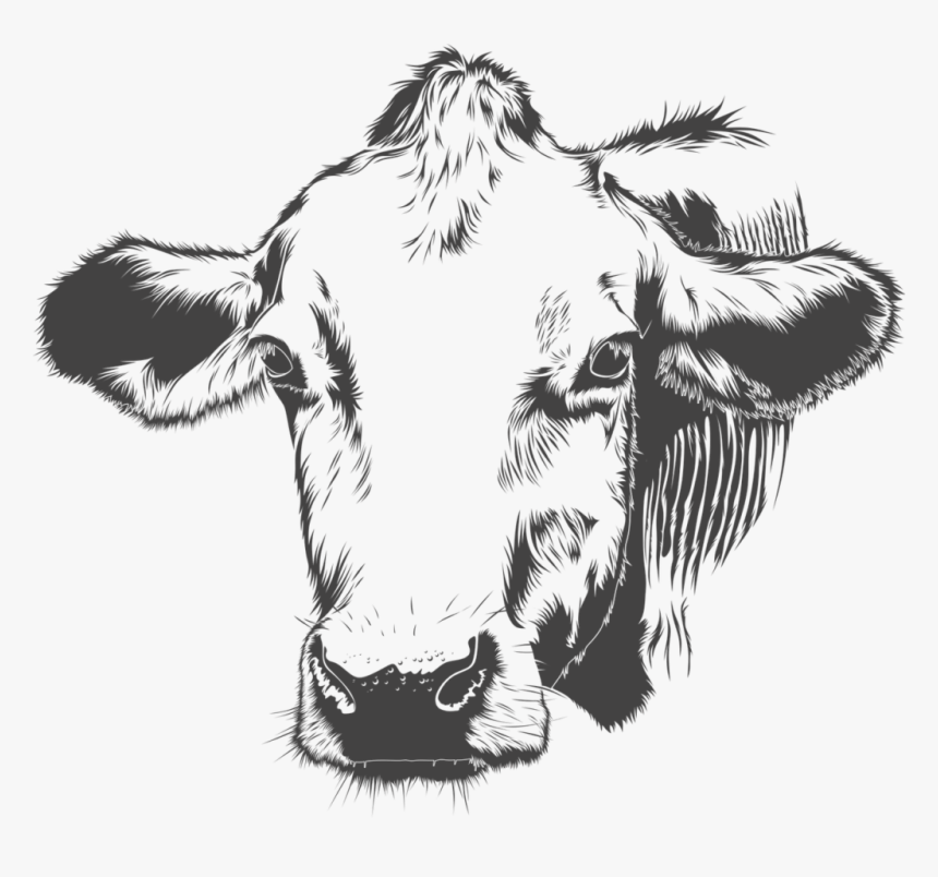 Cattle Ringworm Vaccine, HD Png Download