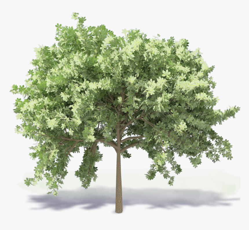 Ilex Archmodels - Kastanienbaum Png, Transparent Png