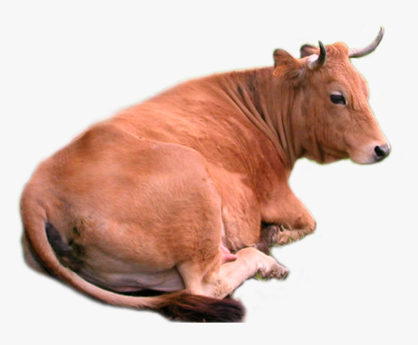 Cow Png Stock By Lubman Cow Png Stock By Lubman - Cow .png, Transparent Png