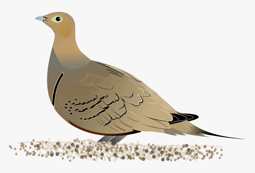 Sandgrouse Transparent, HD Png Download