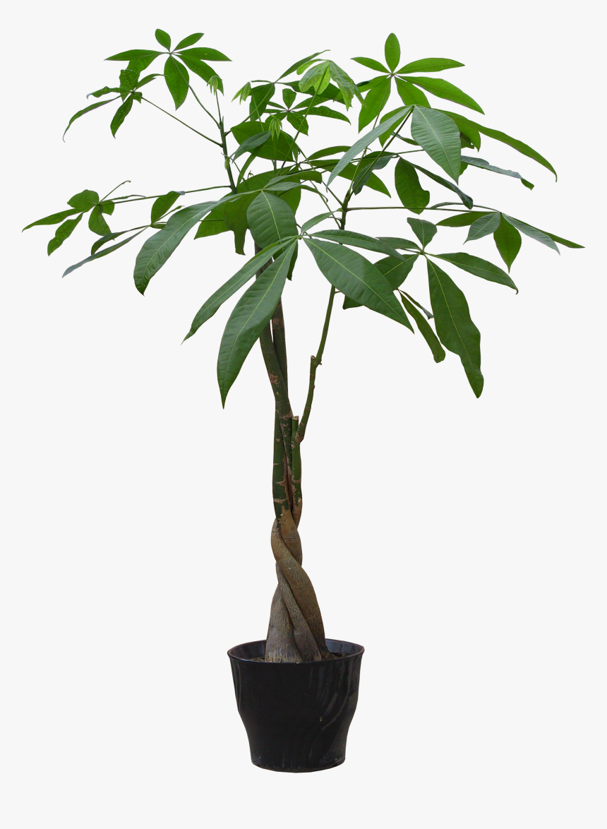 Houseplant Flowerpot Guiana Chestnut - Plant In Pot Png, Transparent Png