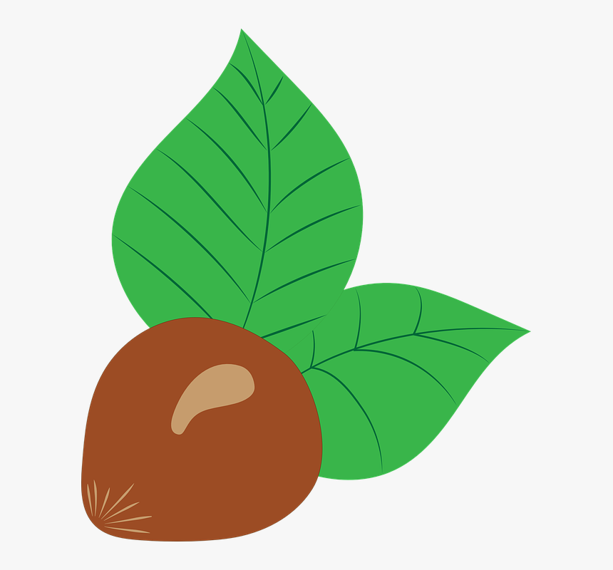 Hazelnut, Vector, Drawing, Fruit, Nut, Brown, Chestnut - Hazelnut, HD Png Download
