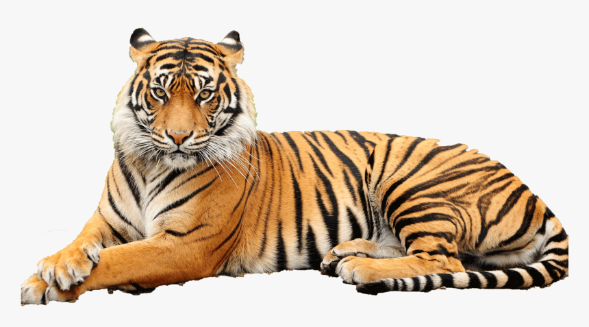 Point Defiance Zoo & Aquarium, HD Png Download