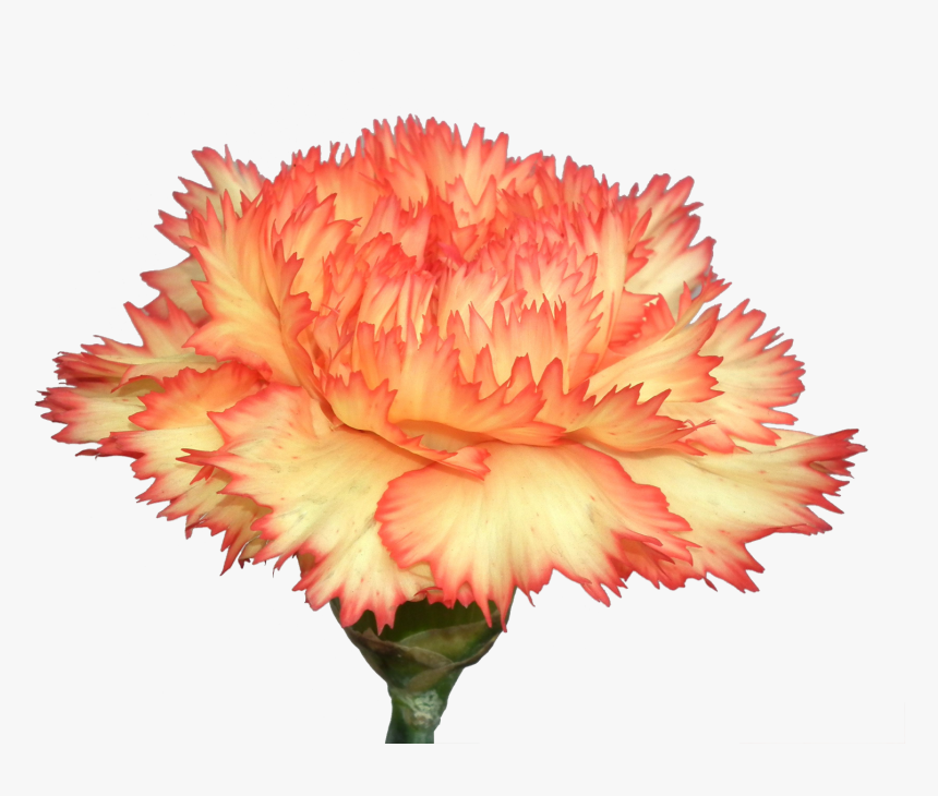 Carnation Flowers Png Photo Background - Transparent Carnation Flower Png, Png Download