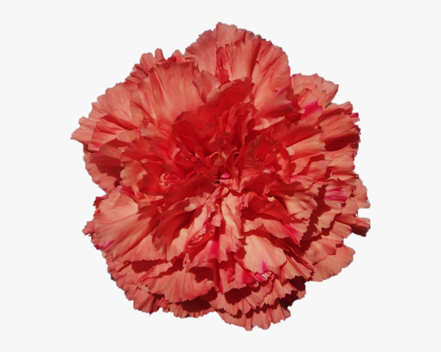 Orange Hermese197b4b3 D983 5ce8 C252 466bee62dae1 - Carnation, HD Png Download