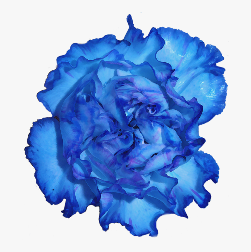 Blue Carnation Flowers