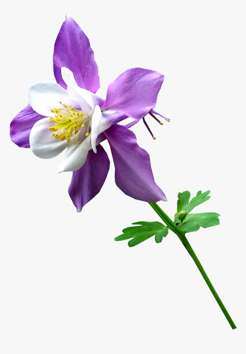 Columbine - Columbine Flower Transparent Background, HD Png Download