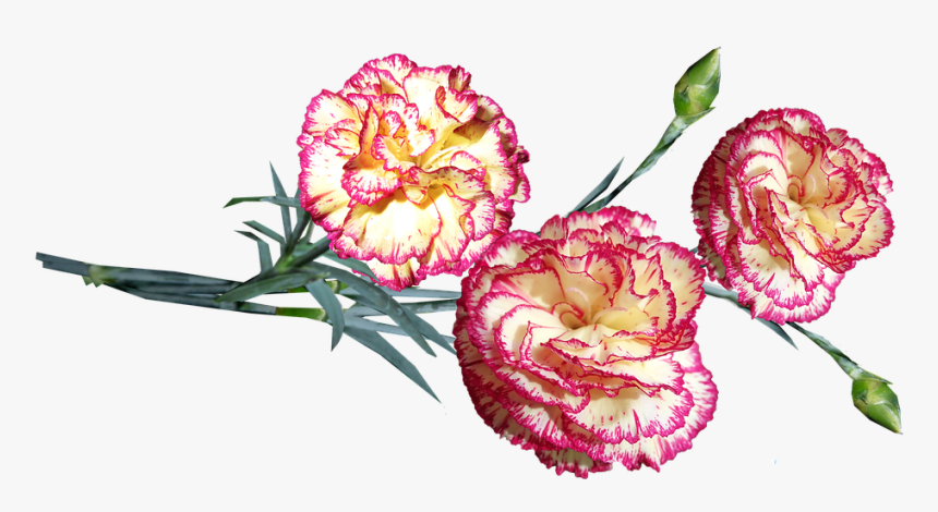 Flowers, Striped, Carnations, Stems, Cut Out, Isolated - Dianthus, HD Png Download