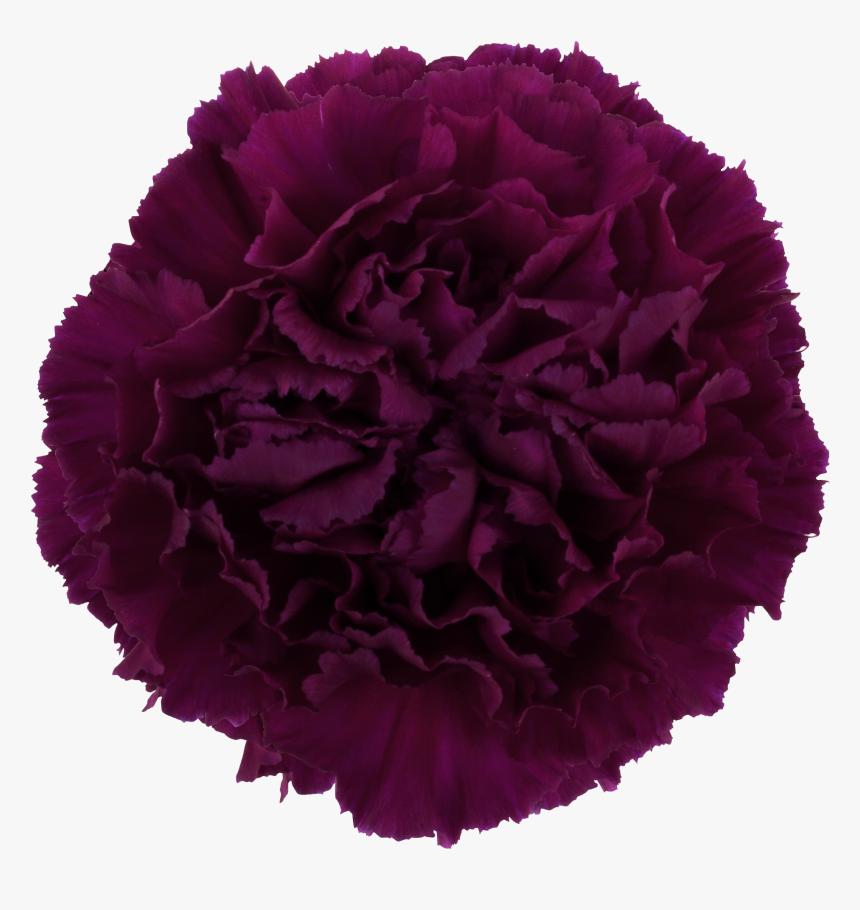 Golem Carnation, HD Png Download