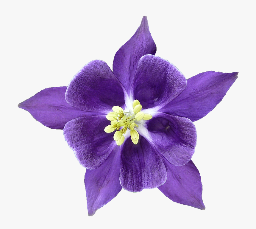 Columbine, Blossom, Bloom, Isolated, Hahnenfußgewächs - Columbine Flower Png, Transparent Png