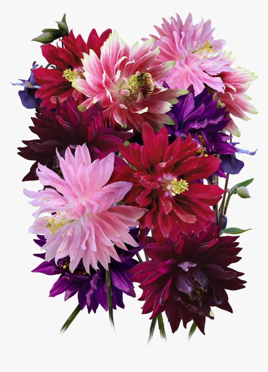 Barlow Columbine Seeds For Planting 
 Class Lazyload - Bouquet, HD Png Download