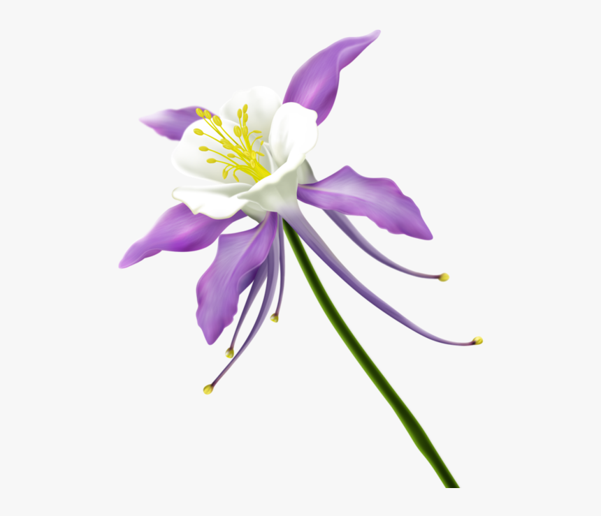 Transparent Clipart Kwiaty - Free Clipart Transparent Columbine, HD Png Download