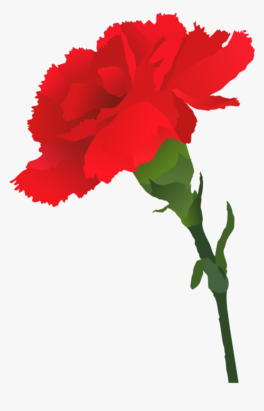 Transparent Carnations Clipart - Carnation Silhouette, HD Png Download