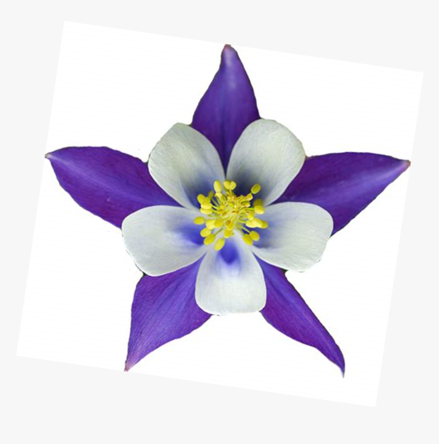 Colorado Blue Columbine, HD Png Download