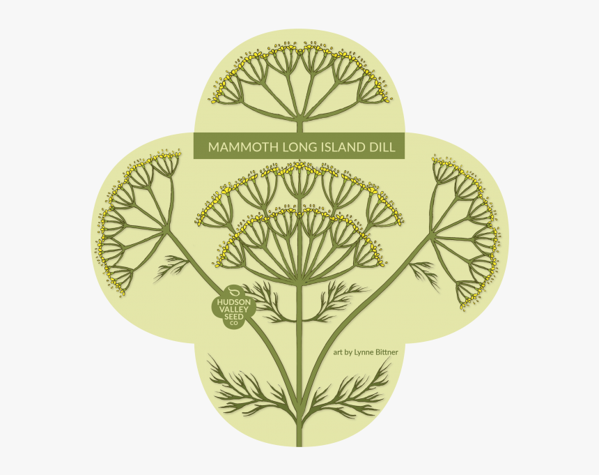 Transparent Mammoth Png - Everwilde Farms Mammoth Long Island Dill Seeds, Png Download