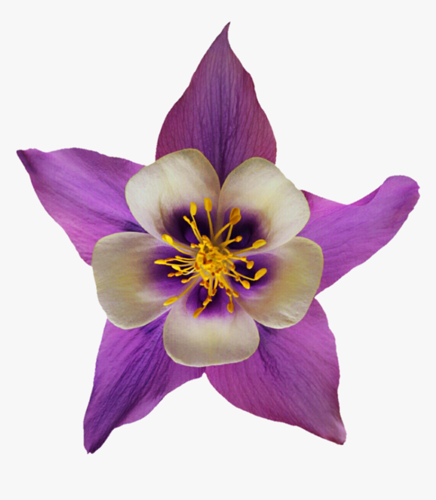 Purple And White By, HD Png Download