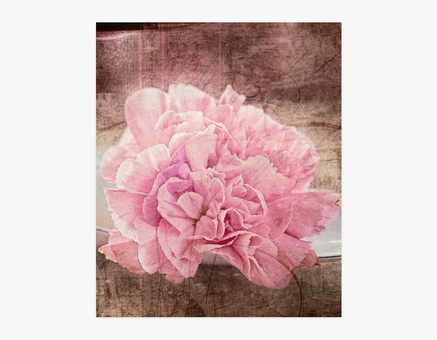 Vintage Carnations On A Spoon Poster 20 X24 - Common Peony, HD Png Download