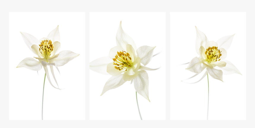Lily Family, HD Png Download