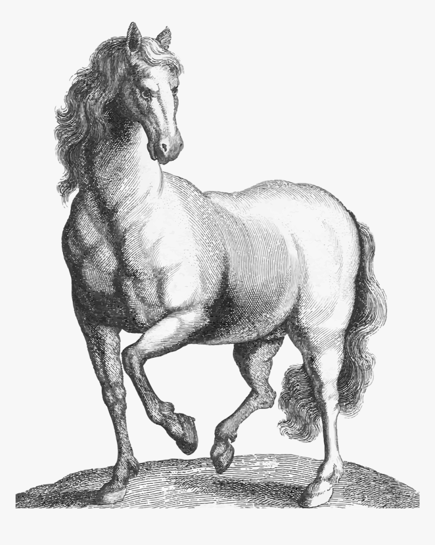 Transparent Background, Animal, Etching - Animal With Background Drawing, HD Png Download