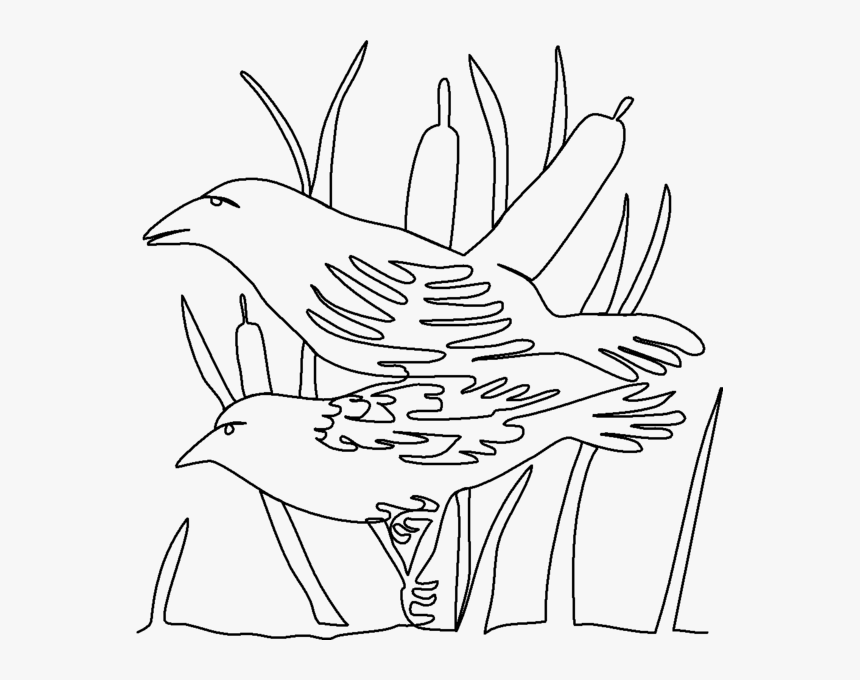 Transparent Cattails Black & White Clipart - Sketch, HD Png Download