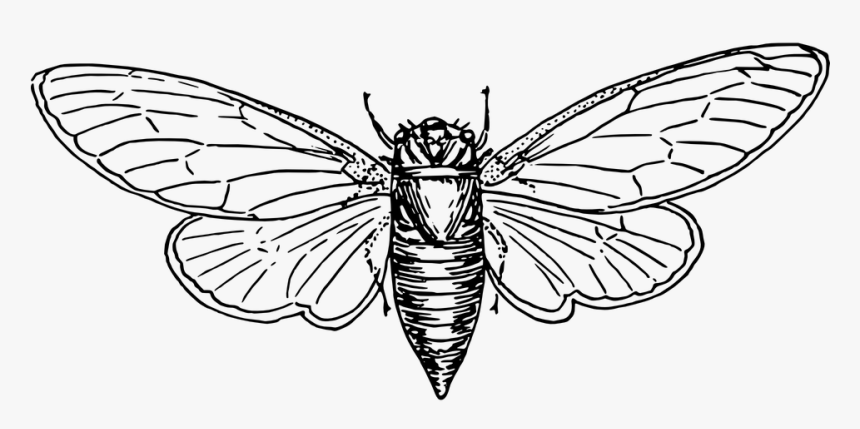 Moth, Animal, Insect, Wings - Locust Vector, HD Png Download