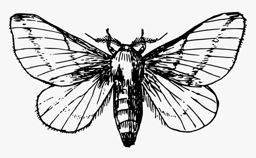 Maple Moth - Moth Clipart Black And White, HD Png Download