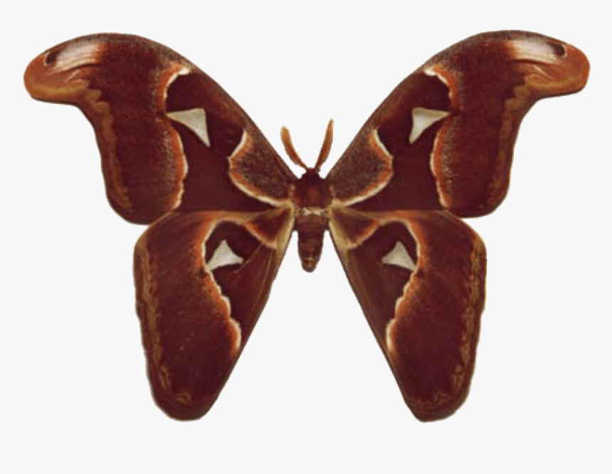 Brown Butterfly Wings Png , Png Download - Moth Butterfly Identification, Transparent Png