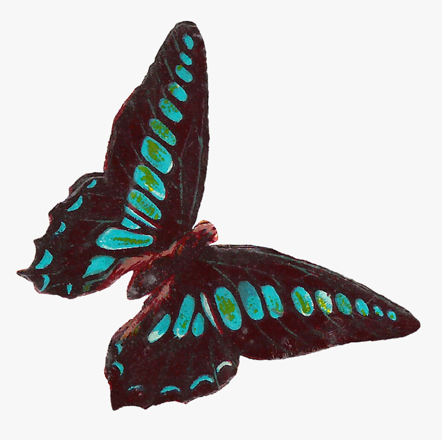 Scrapbook Clipart Butterfly, HD Png Download