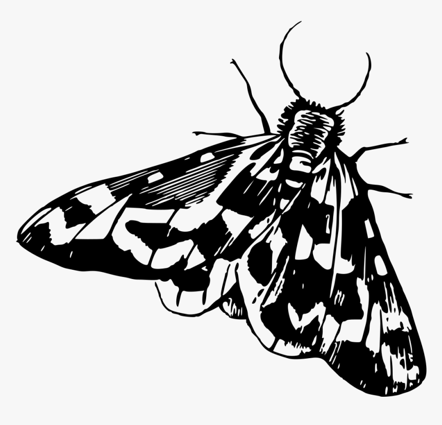 Moth - Moth Clipart Black And White, HD Png Download