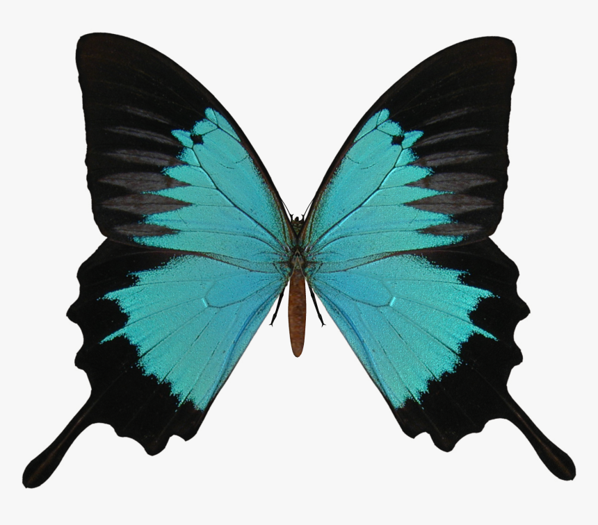 Transparent Background Butterfly Wings Transparent, HD Png Download
