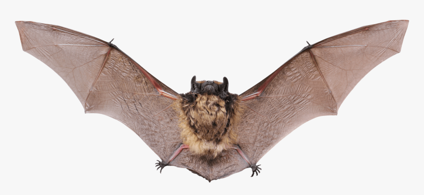 Small Bat Open Wings Clip Arts - Bat With Wings Open, HD Png Download