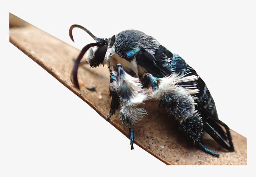 Heterosphecia Tawonoides, HD Png Download