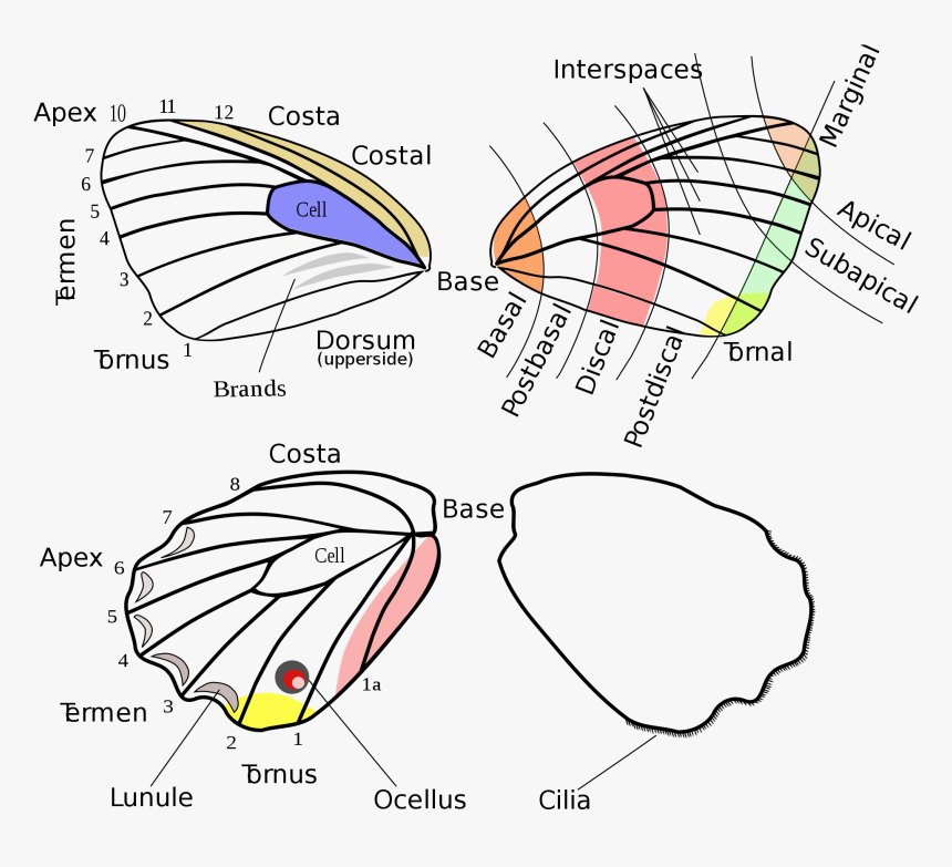 Butterfly Structure, HD Png Download