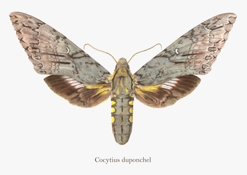 Moth Wings Png, Transparent Png