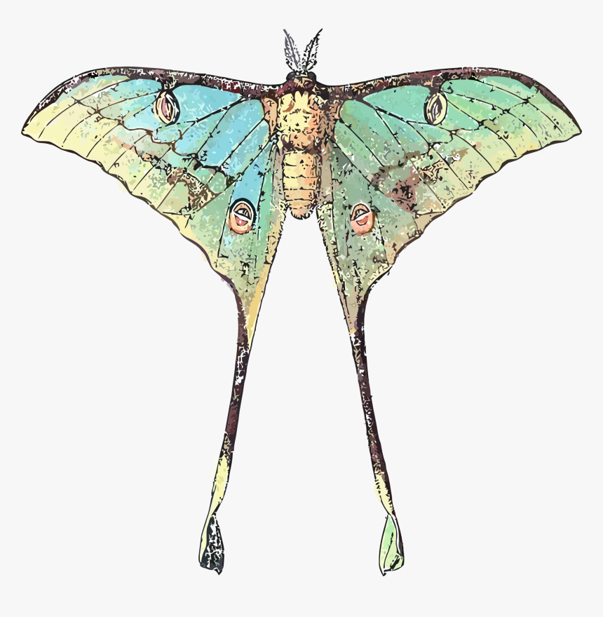 Butterfly With Long Wings, HD Png Download