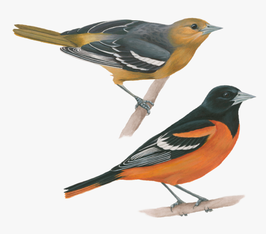 Baltimore Oriole, HD Png Download