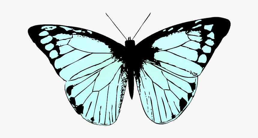 Soft Blue Colored Butterfly Wings - Black And White Butterfly Png, Transparent Png
