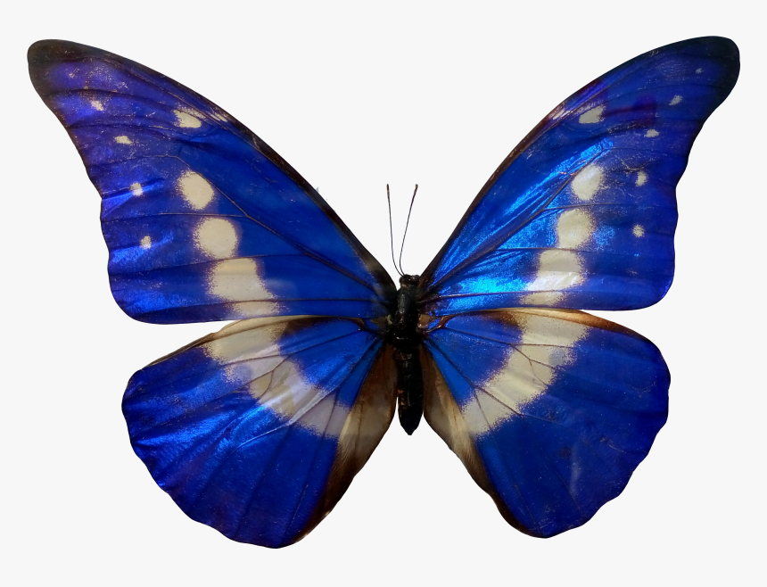 Butterfly In Blue Color, HD Png Download