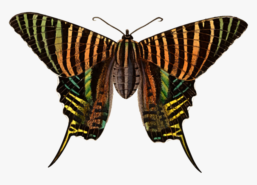 Monarch Butterfly Moth Brush Footed Butterflies Urania - Polilla Urania, HD Png Download