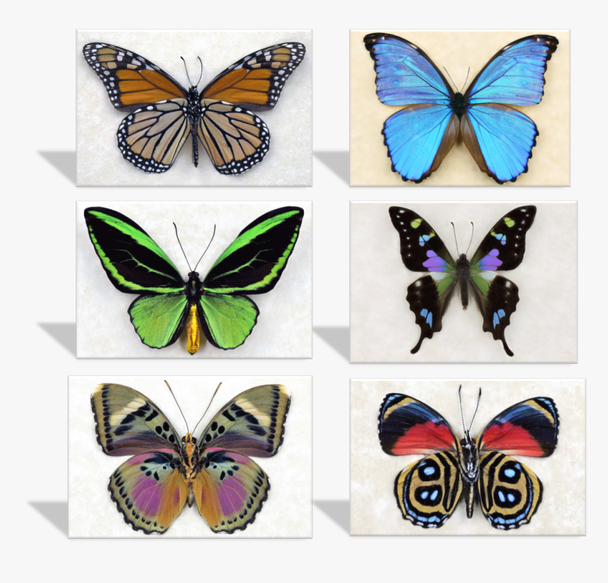 Purple Spotted Swallowtail Butterfly, HD Png Download