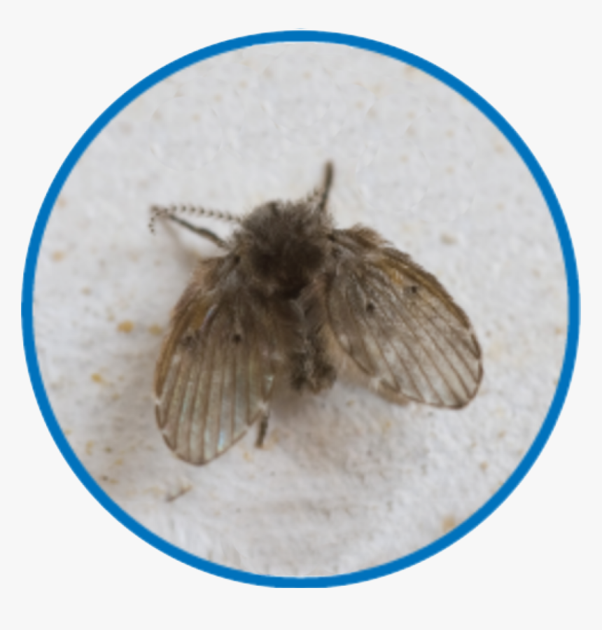 Butterfly, HD Png Download