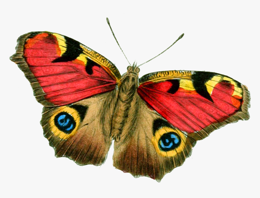 Butterfly Bright Vintage Free Picture - Real Butterfly Hd Png, Transparent Png