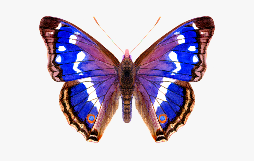 Purple Emperor Butterfly, HD Png Download