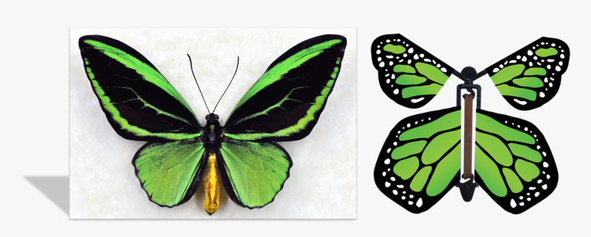Flying Butterfly Greeting Card, HD Png Download